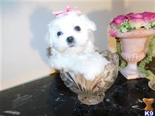 maltese puppy posted by Elegant Babies